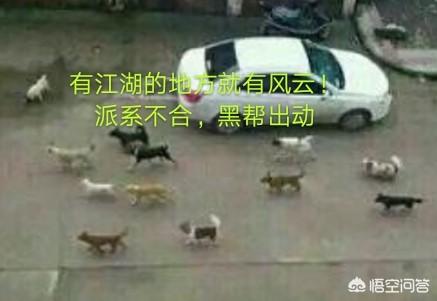萌宠狗狗图片大全:你觉得哪些狗比较会打群架？