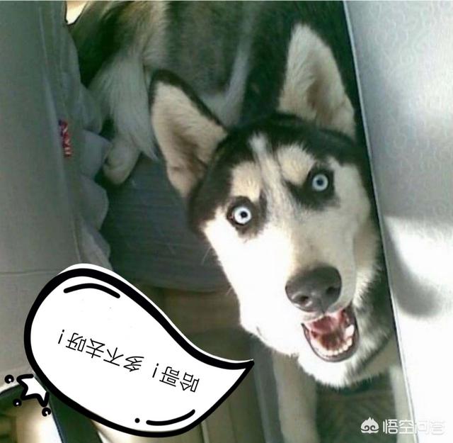 哈斯奇搞笑图:有没有养二哈的朋友？说说你们的感受吧？