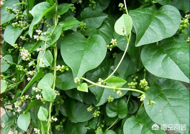 头条问答 - 名叫"藤三七"的植物有什么功效和作用?(66个回答)