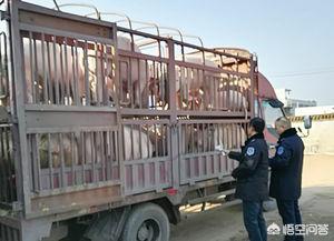 马头牌犬毒瘟灵怀孕狗可以用吗:土壤用什么药消毒比较好？