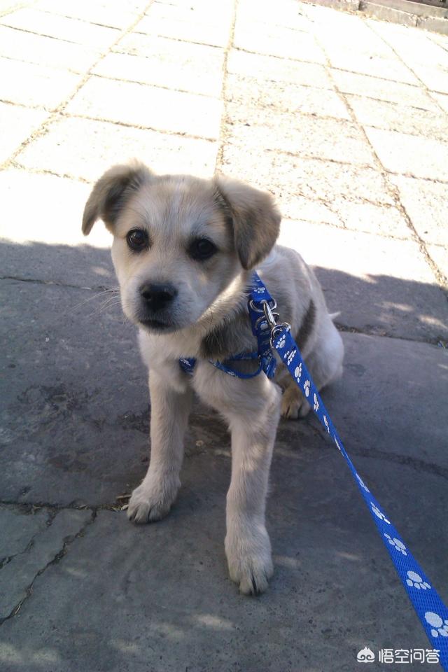 宠物店的金毛犬好养吗:饲养金毛犬有哪些痛苦？该怎么养？