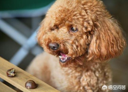 狗狗大型犬有哪些:有没有吃的比较少的中大型犬？