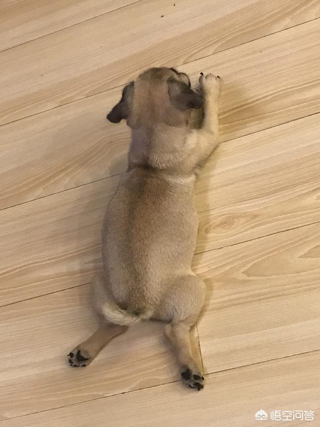 淮南市巴哥犬论坛:有哪些饲养八哥犬的建议？
