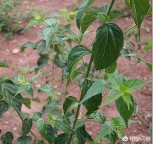 草头饼,哪里有野生的神仙豆腐树？