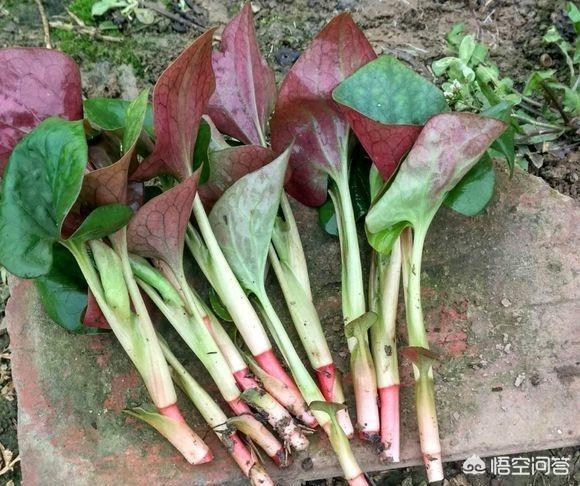 折耳鱼磁力:现在市面上有多少人喜欢吃折耳根（鱼熏草）？