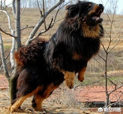 中华猛犬网:你怎么看目前有些地方的禁犬政策？