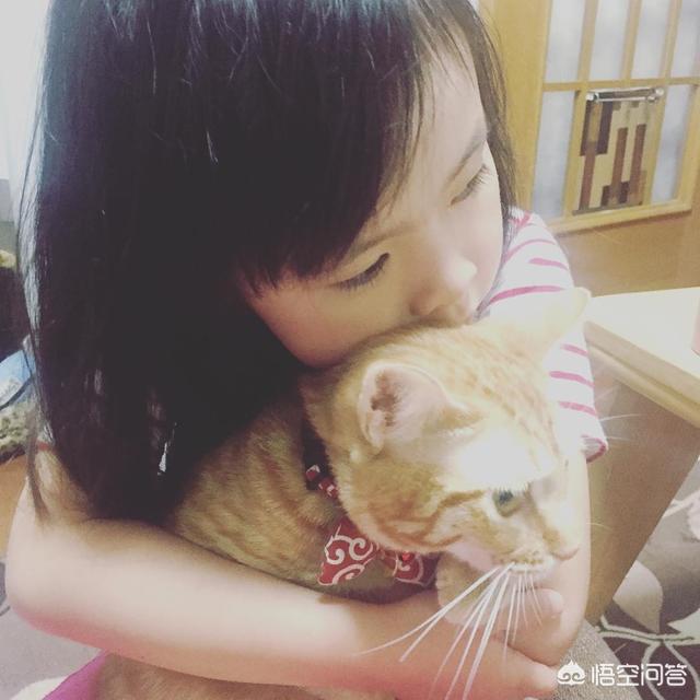 家里楼房养猫好吗?:面积小的房间适不适合养猫？猫真的很臭吗？