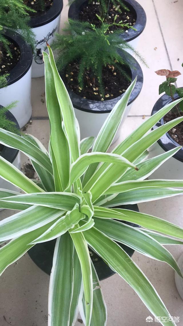 怕晒的花卉有哪些？