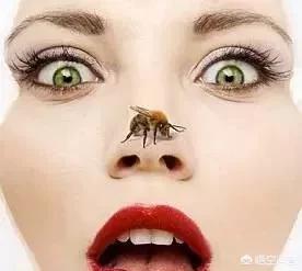 被蜜蜂蛰了怎么处理瘙痒怎么办:被蜜蜂蛰了好痒该如何处理？