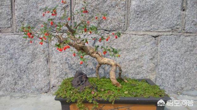枸杞树图片:枸杞树怎么移植？多长树龄的枸杞树移植最好？