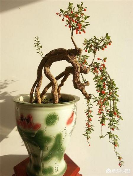 枸杞树图片:枸杞树怎么移植？多长树龄的枸杞树移植最好？