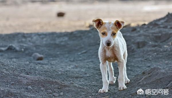 搜索卡西莫多犬:云南临沧一犬咬伤多人，目前有10人就诊，你怎么看？