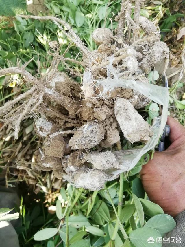 头条问答 - 花生白绢病如何防治?(76个回答)