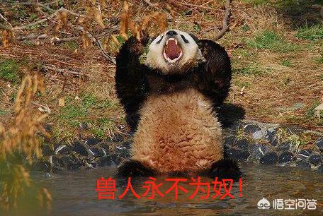 野生藏獒和老虎打架视频:野生藏獒可以打的过野生大熊猫吗？