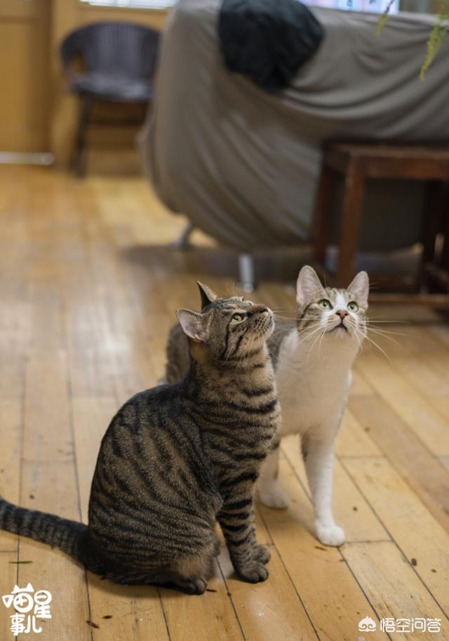 养纯种猫和非纯种猫的优缺点:养土猫比较好还是纯种猫比较好 为什么部分养品种猫的人会排斥养土猫的？