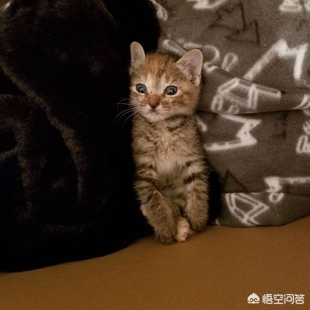猫咪不乖by:猫咪不使用猫砂，随地大小便怎么办？