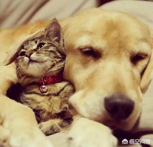 养猫还是养狗:当代年轻人养猫的多还是养狗的多？为什么？