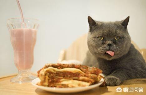 有鱼猫粮:捡到了一只可爱的小猫，不过不肯吃猫粮也不肯吃鱼，该咋办呢？
