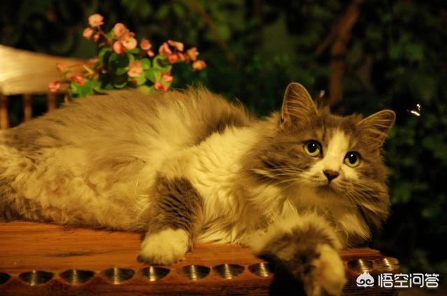 宠物猫的种类:不同品种的猫智商和性格有差距吗？