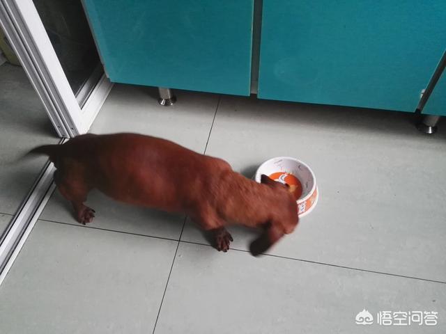 喂狗粮:#萌星人成长记#猫咪可以吃狗粮吗？