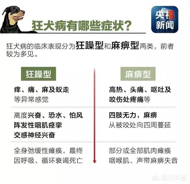 狂犬病病毒可以在口腔内存活:狂犬病是怎么传染的，吃了得狂犬病的狗肉会感染吗？