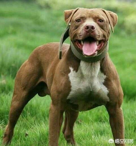 土狗大战杜高犬视频:哪些狗可以打得过昆明犬？