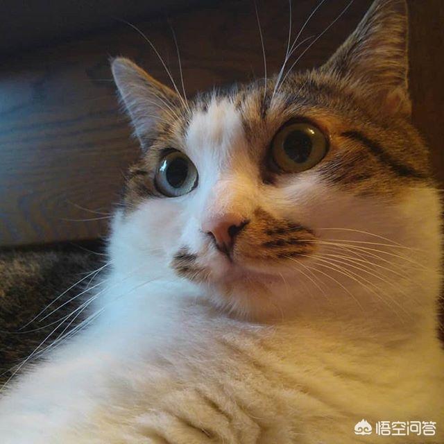百变猫咪:无毛猫那么丑为什么还有人喜欢养？