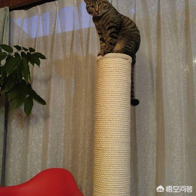 百变猫咪:无毛猫那么丑为什么还有人喜欢养？