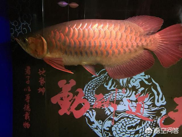 头条问答 鱼缸水面上烦人的油膜如何处理 21个回答