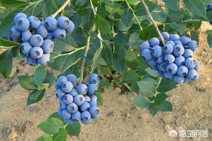 头条问答 是所有紫色的蔬菜和水果都含有花青素吗 还有哪些含有 14个回答