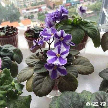 非洲堇:盆栽种植非洲堇，需要注意什么？