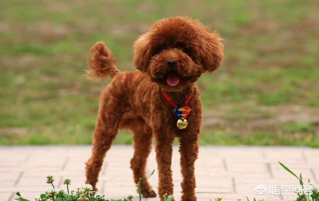 小型可爱宠物狗图片:容易打理的小型犬有哪些？