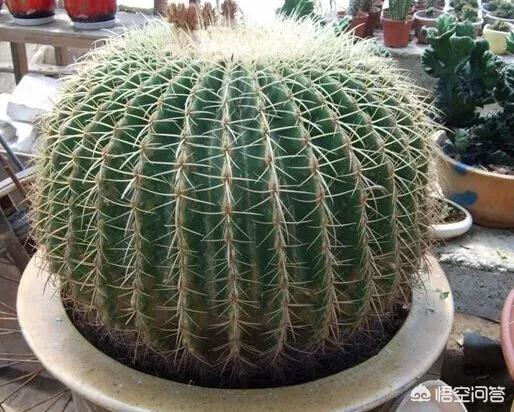 彩色仙人球怎么浇水:怎样养好一盆漂亮的金虎（仙人球）？