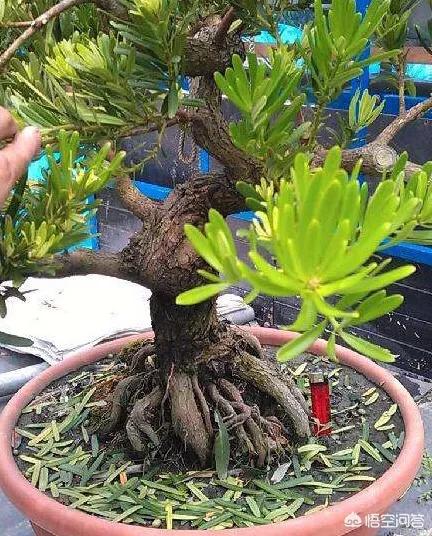 罗汉松:罗汉松造型 罗汉松用浅盆还是深盆？有哪些需要注意的？