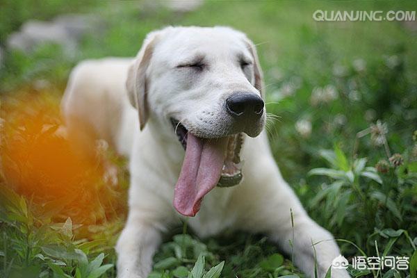 金毛犬吧:饲养金毛犬，一定要了解那些事？ 金毛犬价格