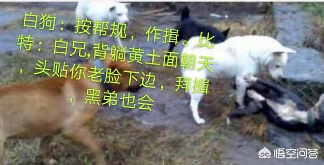 萌宠狗狗图片大全:你觉得哪些狗比较会打群架？