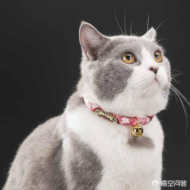 铃铛猫:铃铛猫盲盒 养猫抓老鼠的可以带铃铛吗？