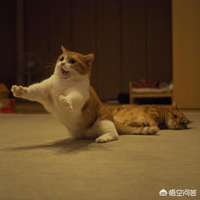 疯猫:当猫咪“发疯”起来，主人们该如何应对？