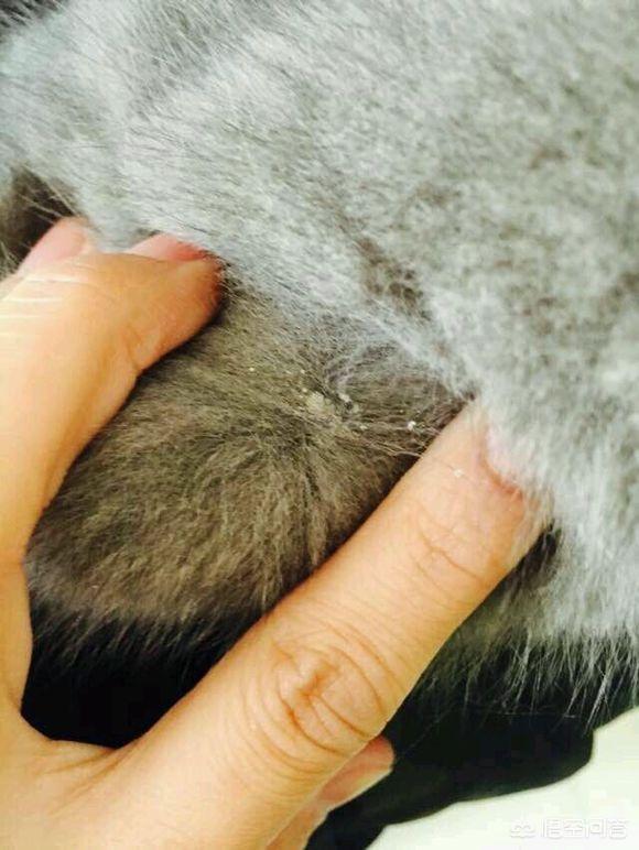 猫咪打针视频:猫藓打针效果怎么样？猫藓打针不涂药行吗？