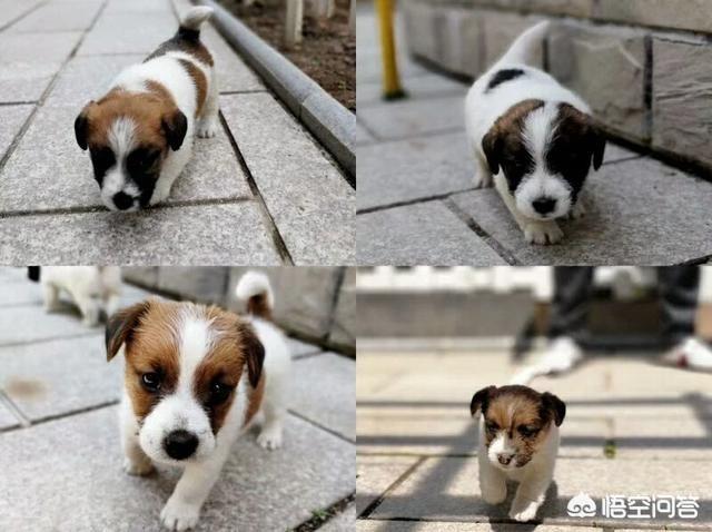 朵拉救狗狗:如果你跟你的宠物同时遇到危险，你希望人们先救哪个？