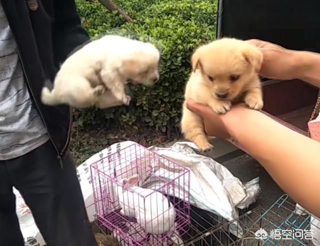 宠物店的金毛犬好养吗:饲养金毛犬有哪些痛苦？该怎么养？