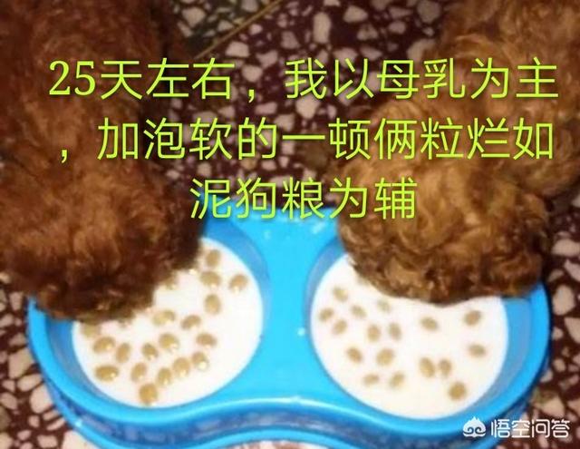 狗粮 幼犬:小狗才满月，可以吃狗粮吗？为什么？