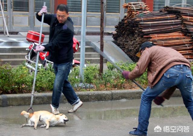 流浪狗和流浪猫好句子:流浪猫、流浪狗两者哪一个更讨人厌？