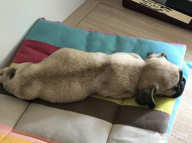 淮南市巴哥犬论坛:有哪些饲养八哥犬的建议？