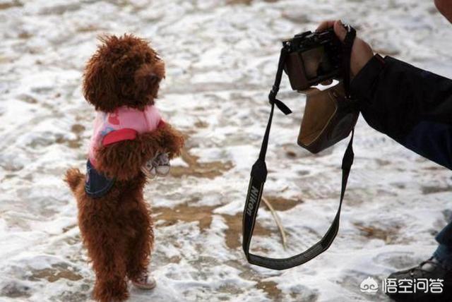 泰迪贵宾壁纸:为什么泰迪犬那么多人养？