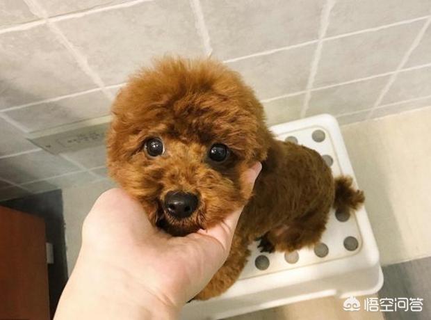 泰迪贵宾壁纸:为什么泰迪犬那么多人养？