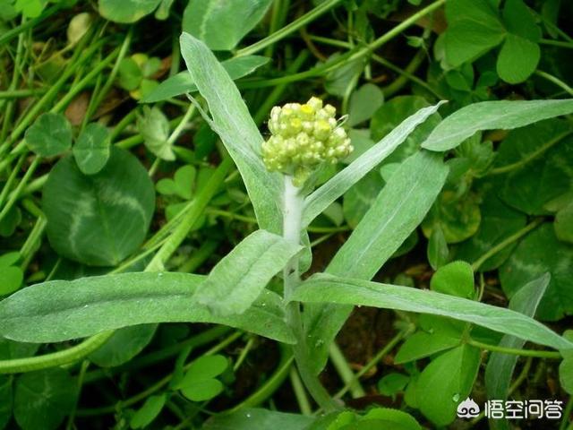 前景草:前景草哪个最好看 农户种植鼠曲草市场前景如何？