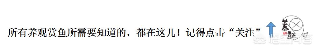 观赏鱼的养殖:家在农村，喜欢养观赏鱼，怎么才能实现规模化养殖并实现盈利？