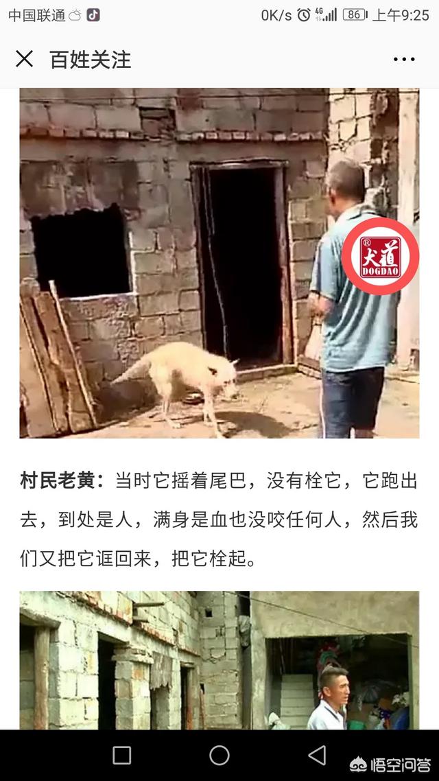 藏獒咬死女童gif:一万多的猫猫咬了小孩被打死，女孩医药费四千多，赔偿费谁赔谁？