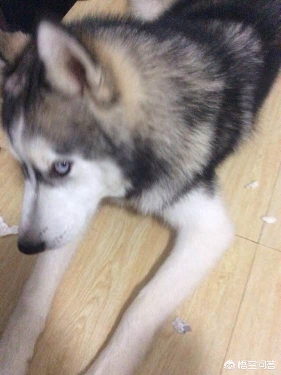 爱与狗同行:吃狗肉和爱狗的行为可以同时存在于同一个人身上吗？
